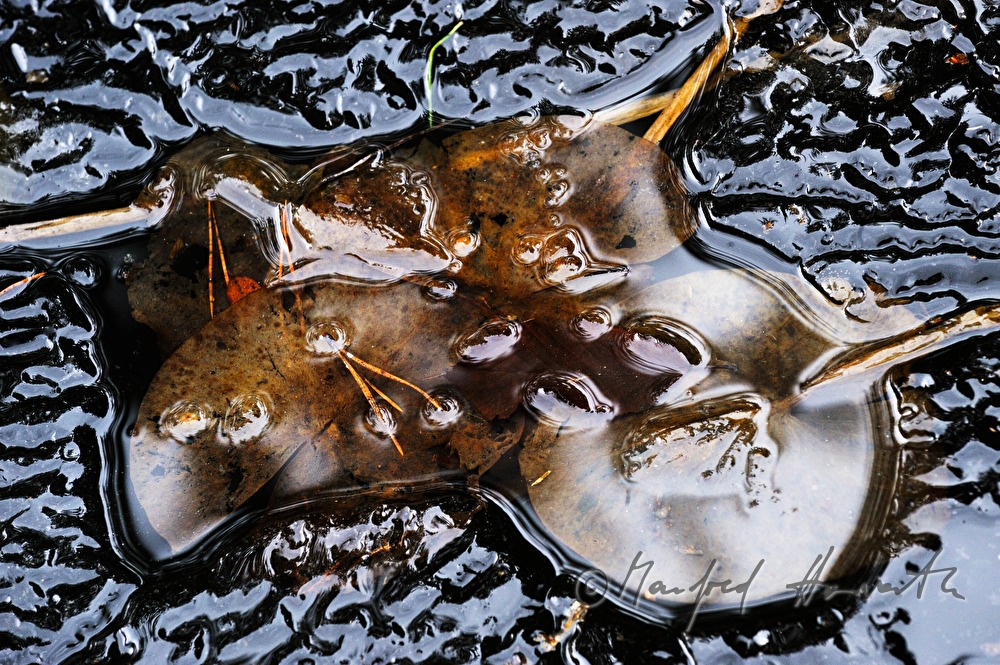 frozen leaves in a small pond