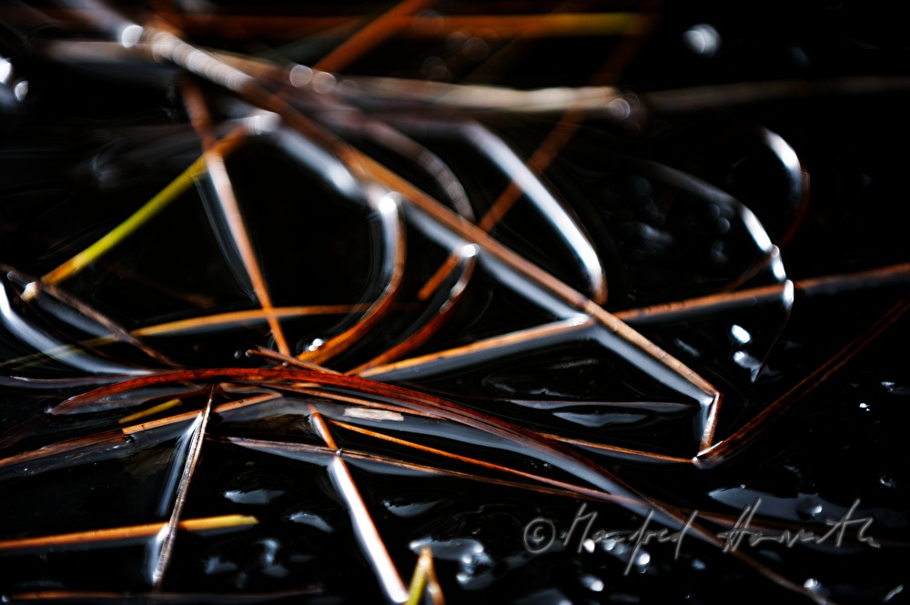 frozen pine needles in a small pond