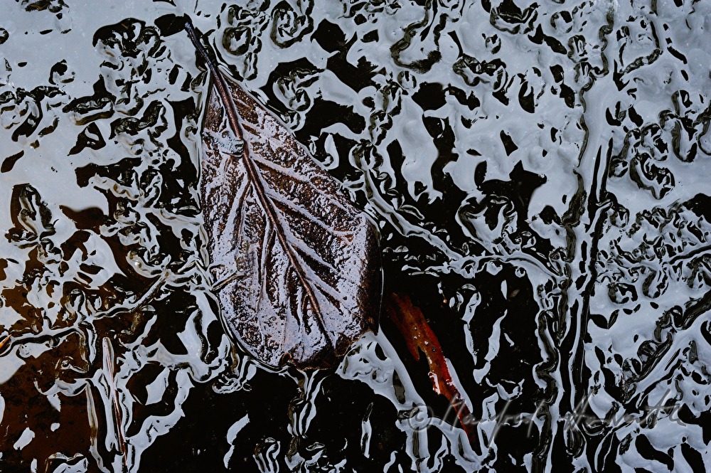 frozen leaf in a pond