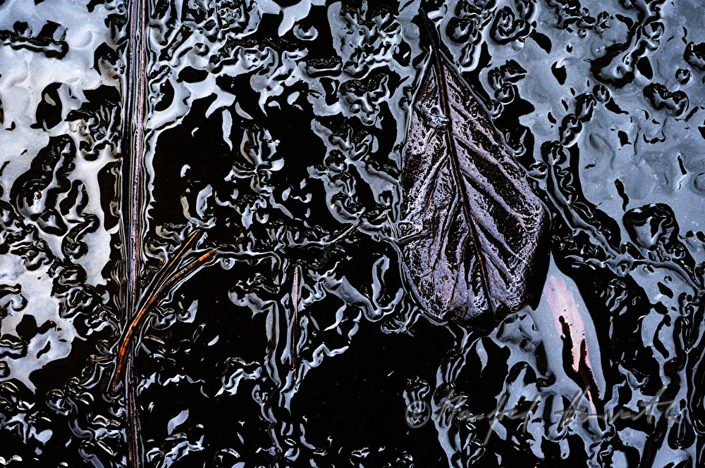 frozen leaves in a small pond