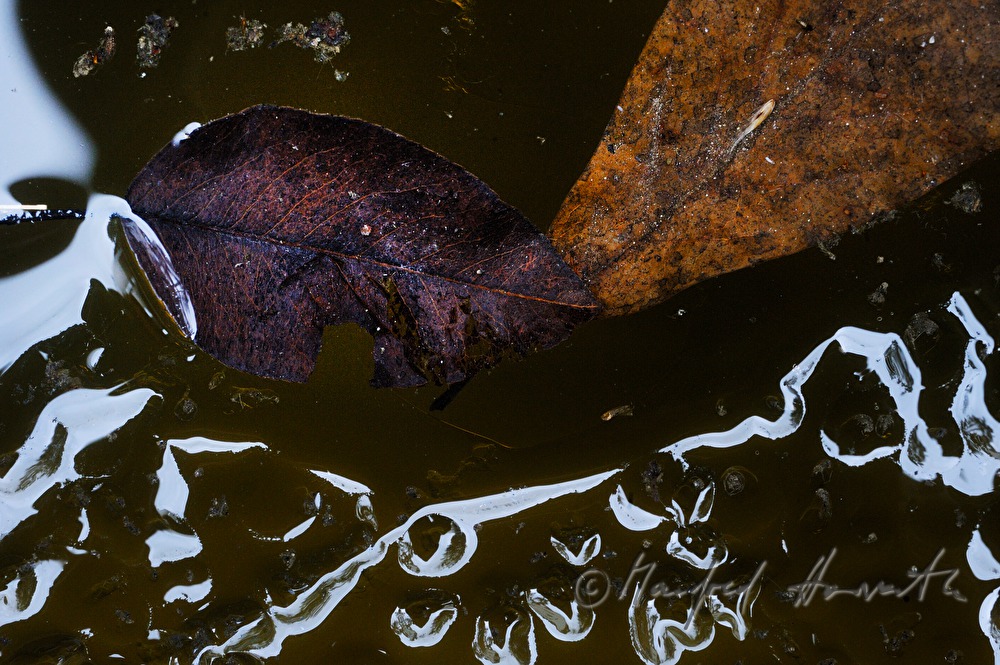 frozen leaves in a small pond