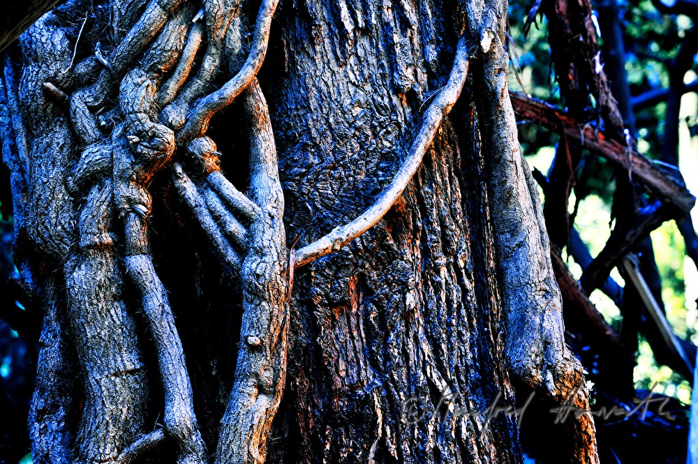 pine tree in the garden in nightly illumination