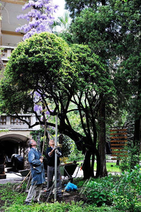 gardeners underpinning a small tree