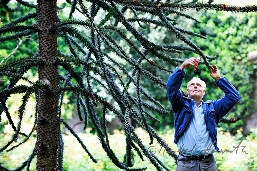 gardener pruning an Araucaria tree
