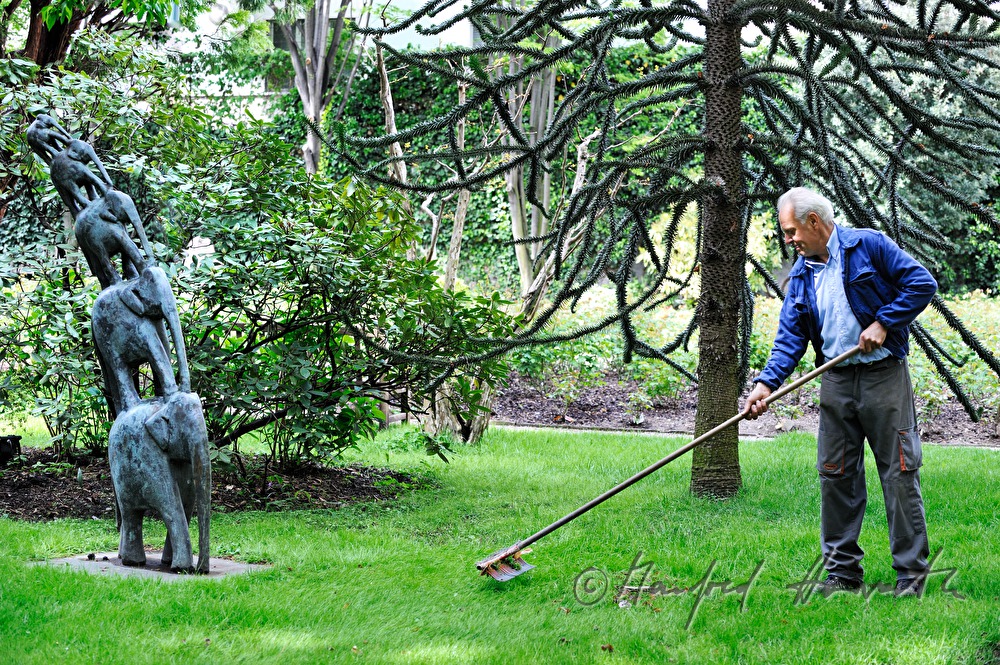 gardener raking the lawn in the park