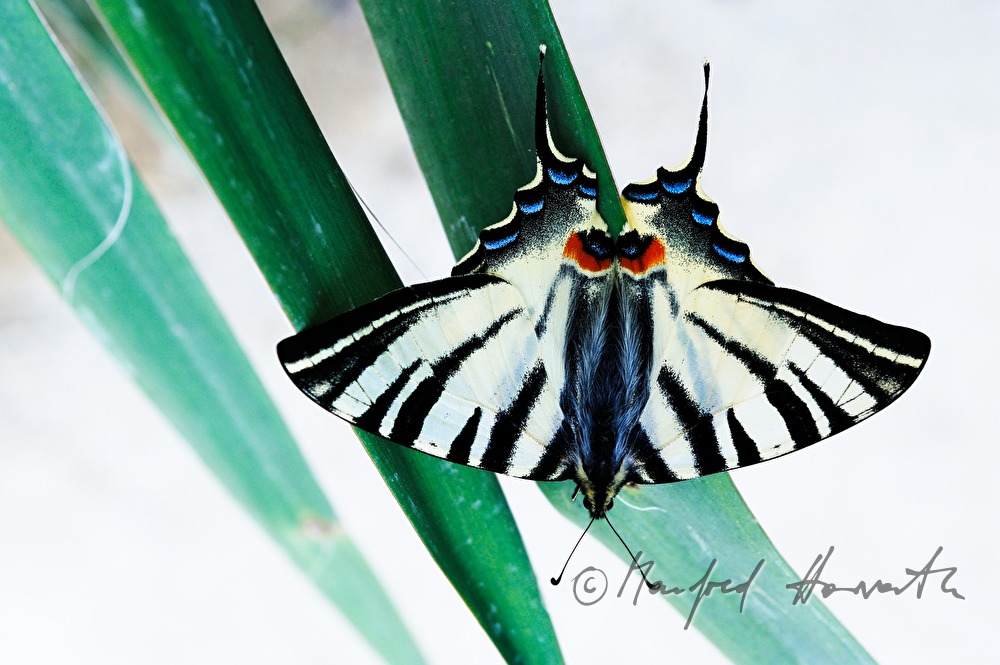 Scarce Swallowtail  sits on an iris