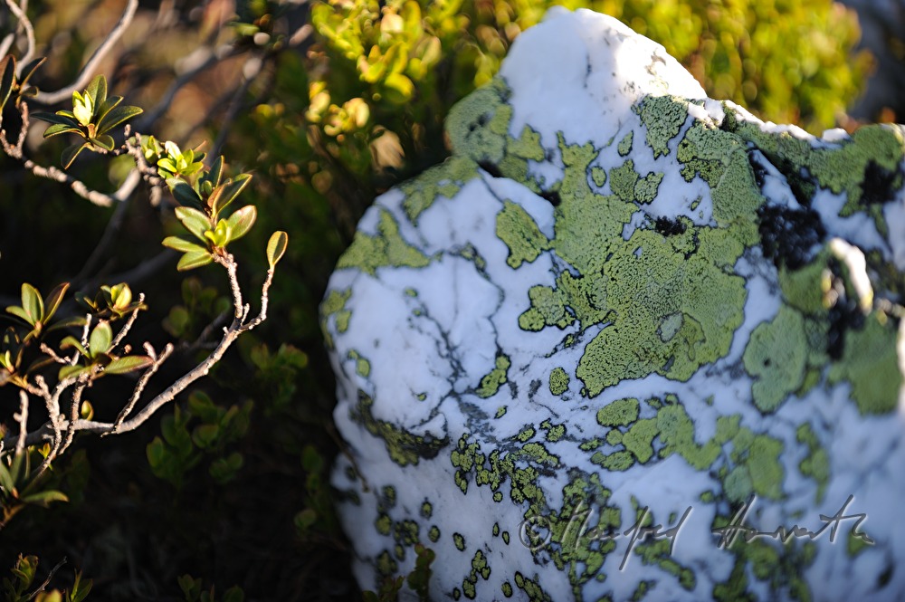 stone with green lichen on it