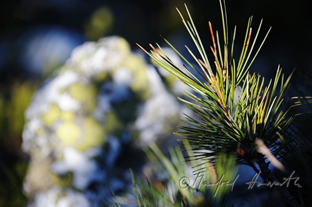 mountain pine with young shoots