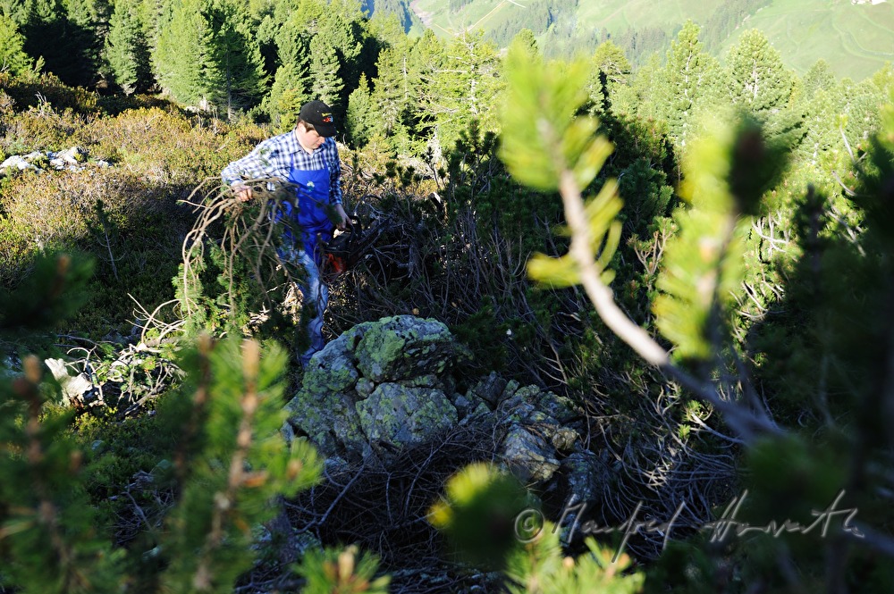 harvest of pine branches for the production of pine oil