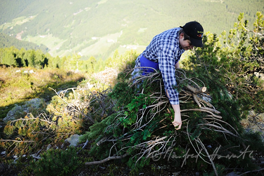 harvest of pine branches for the production of pine oil