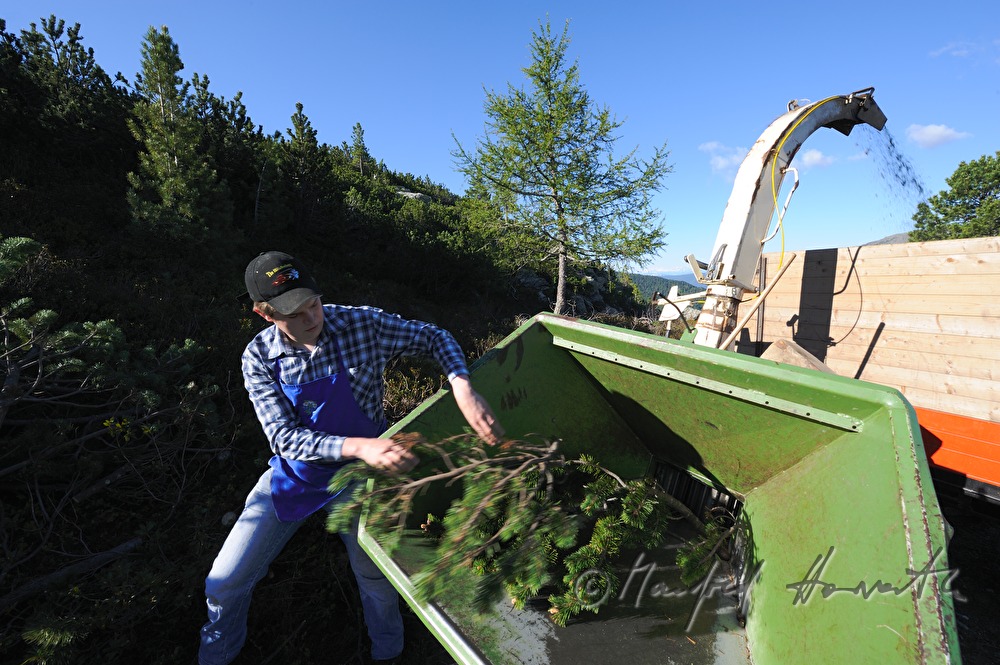 harvest of pine branches for the production of pine oil