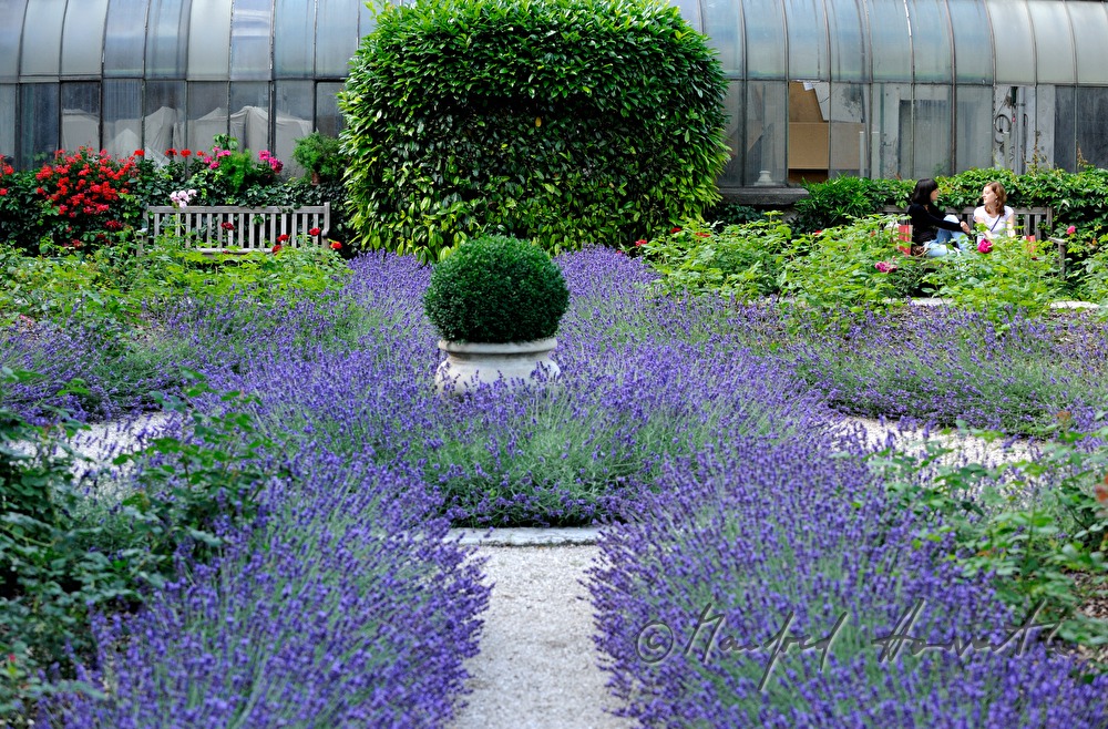 garden with lavendula flowerbed
