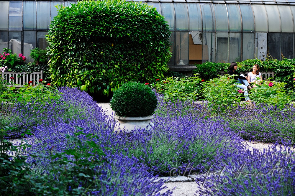 lavendula flowerbeds in the hotel park