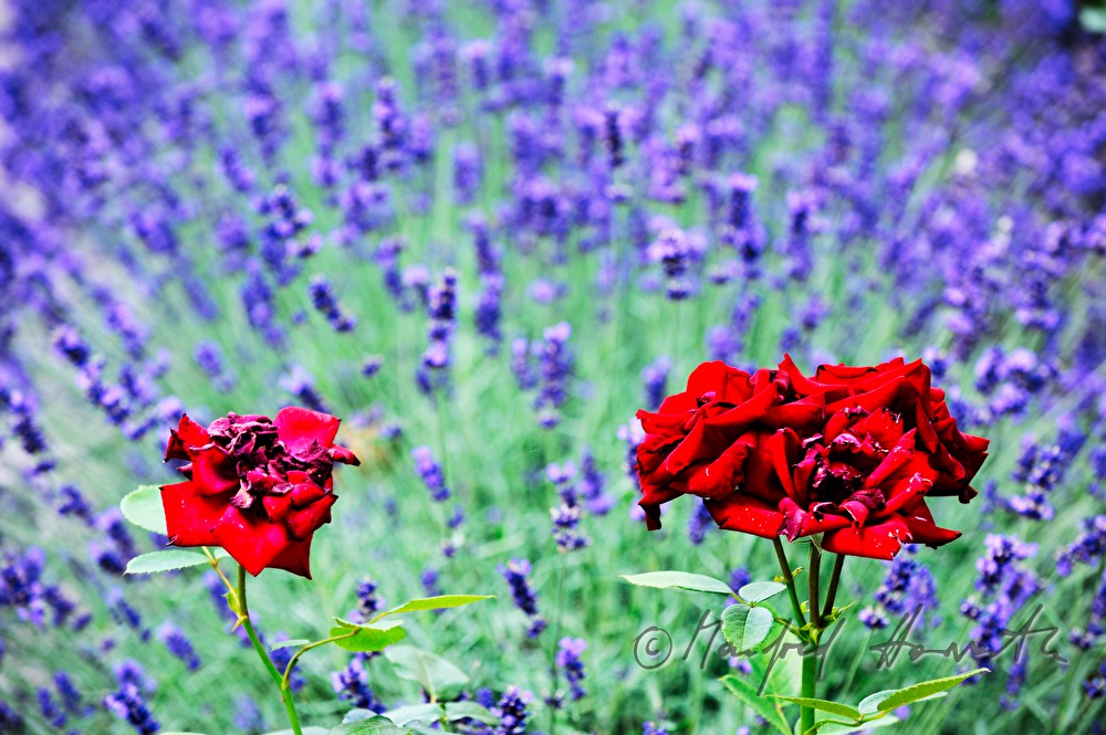 three red roses in a lavendula flowerbed