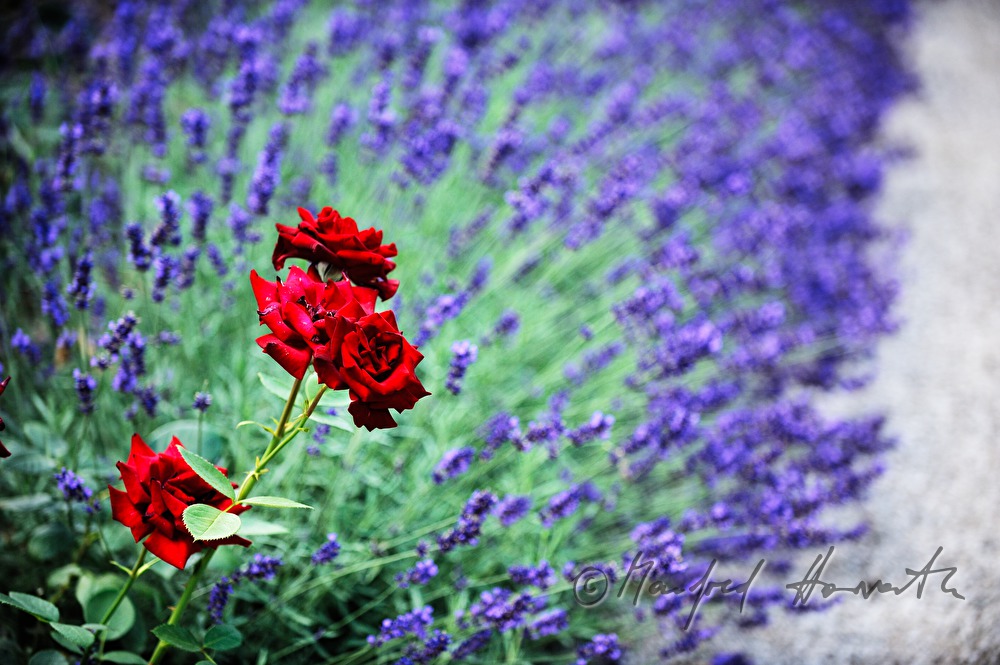 three red roses in a lavendula flowerbed