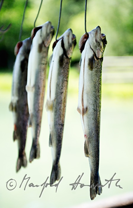 pisci culture, trouts