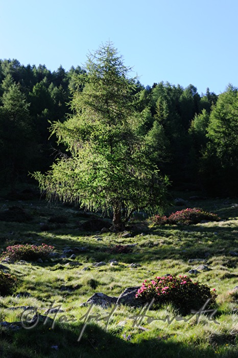 flowering Alpine Rose and larch tree