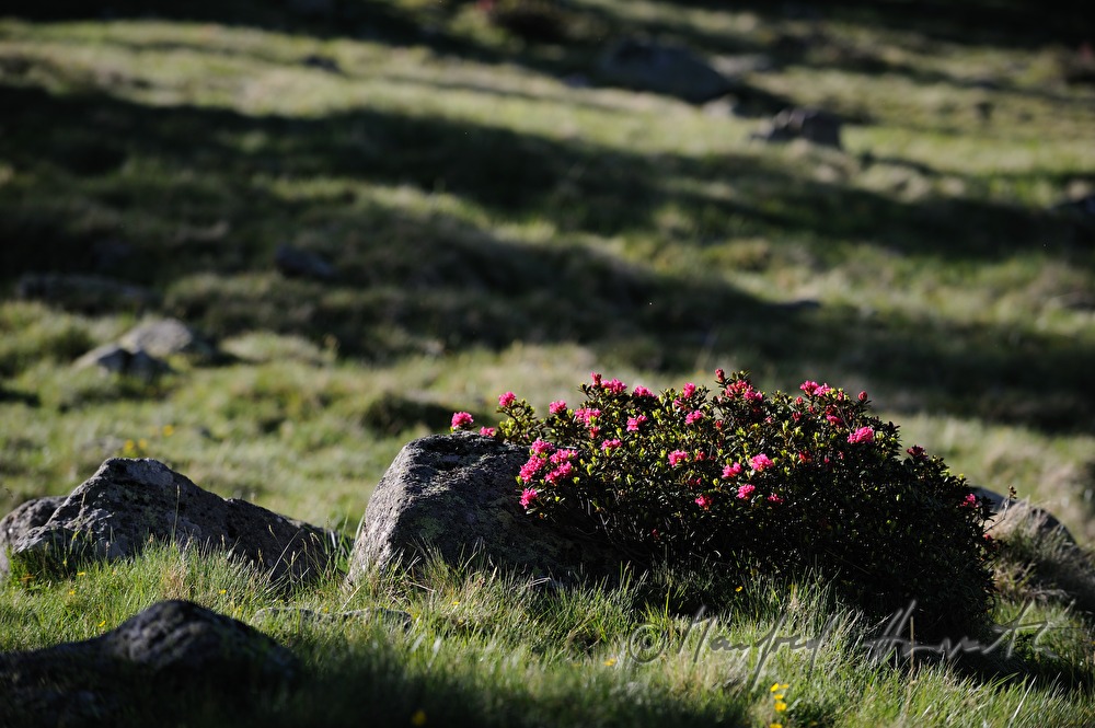 flowering Alpine Rose
