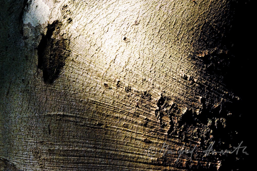 detail of the bark of a common hornbeam