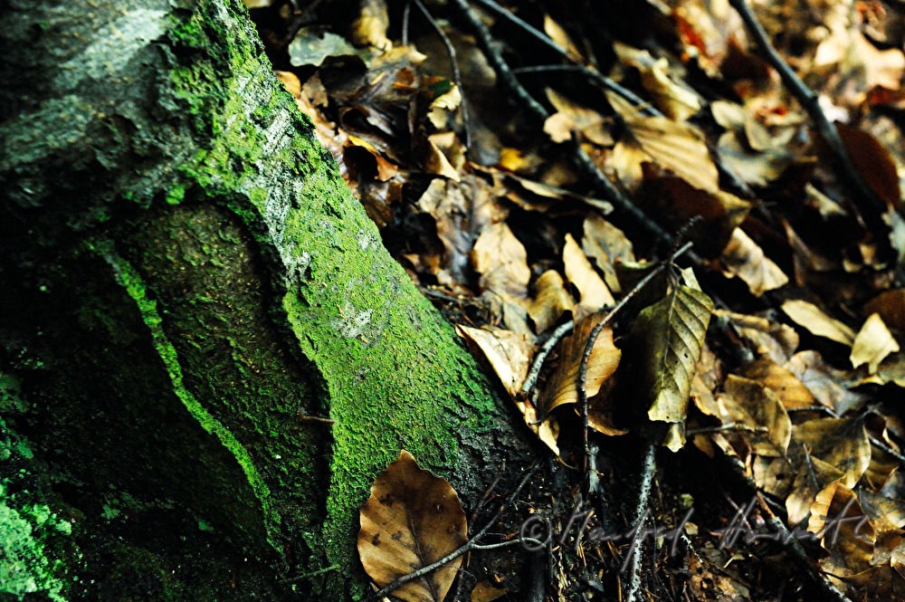detail of the bark of a common hornbeam