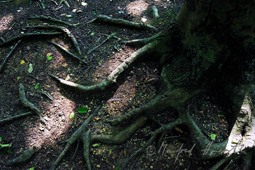 roots of a common hornbeam