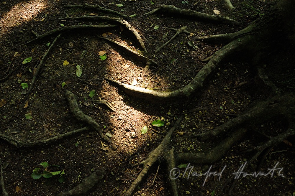 roots of a common hornbeam