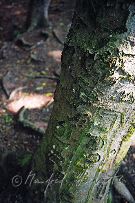 tree carving in the bark of a common hornbeam