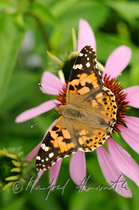 Painted Lady sitting on an Echinacea