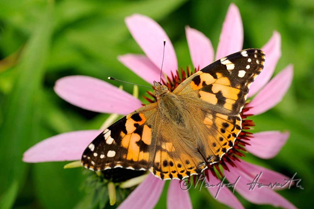 Painted Lady sitting on an Echinacea