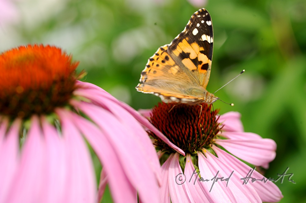 Painted Lady sitting on an Echinacea