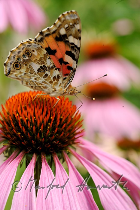 Painted Lady sitting on an Echinacea
