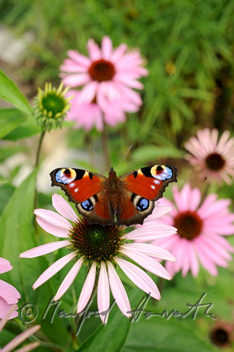Peacock butterfly sitting on an Echinacea
