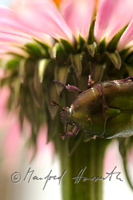 scarab beetle sitting on an Echinacea