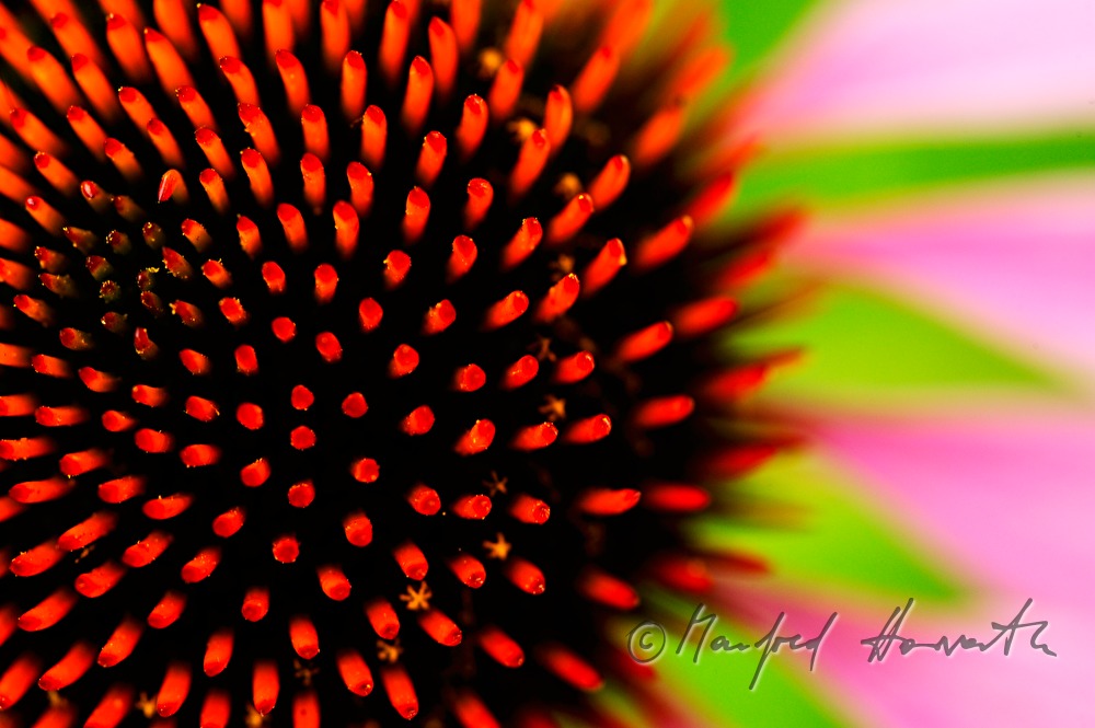 bloom of an Echinacea