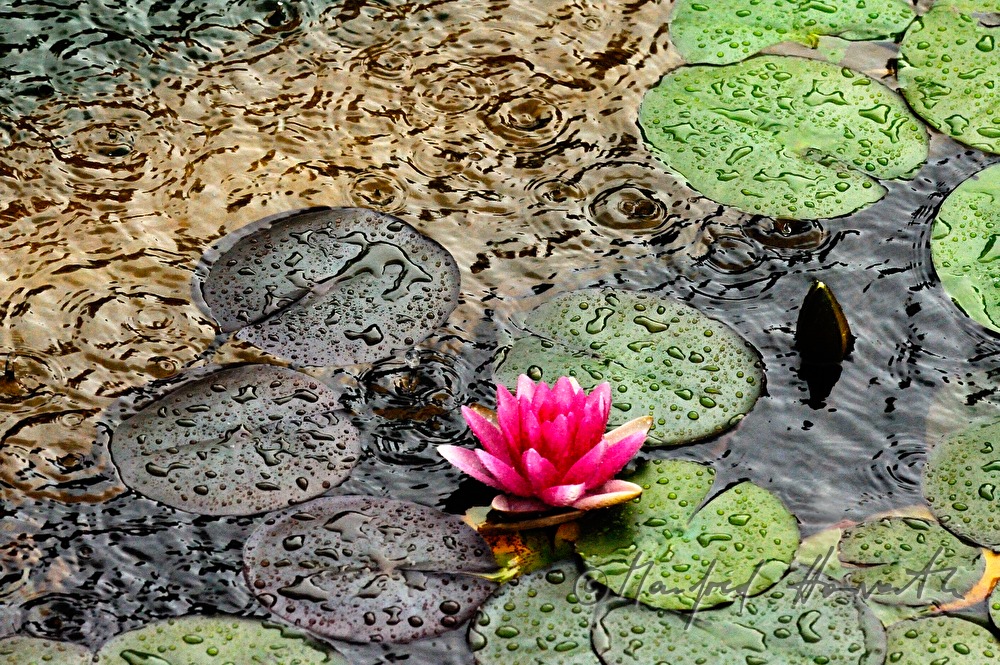 water drops caused by heavy rainfall in a pond with water lillies