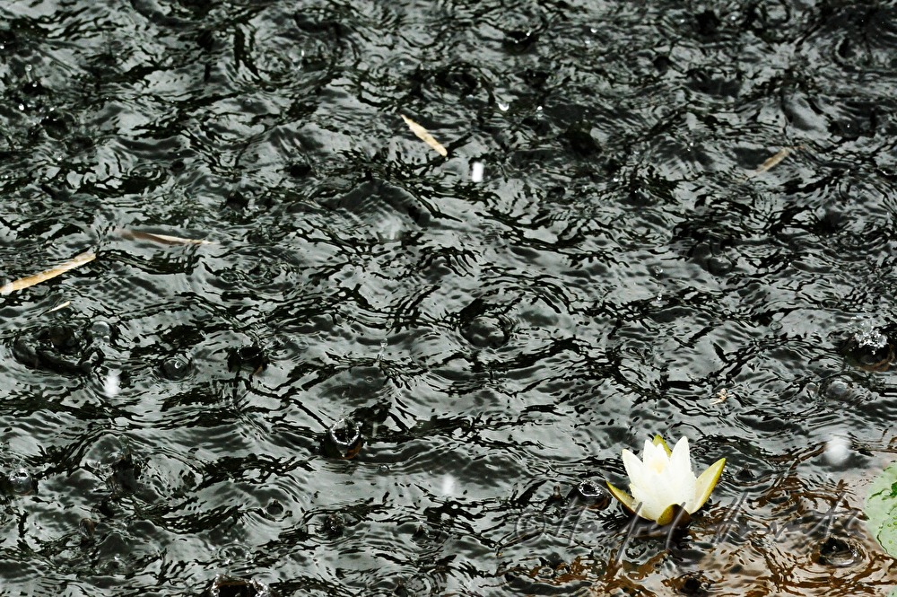 raindrops drumming on a pond
