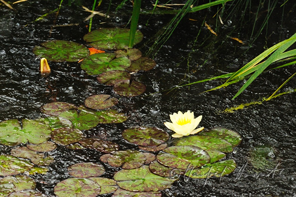 raindrops drumming on a pond