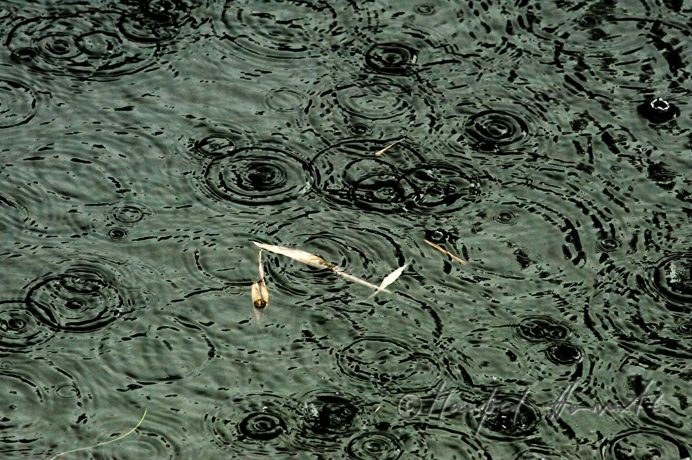 raindrops drumming on a pond