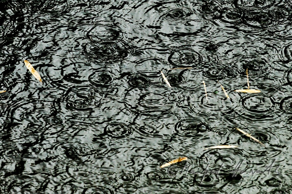 raindrops drumming on a pond