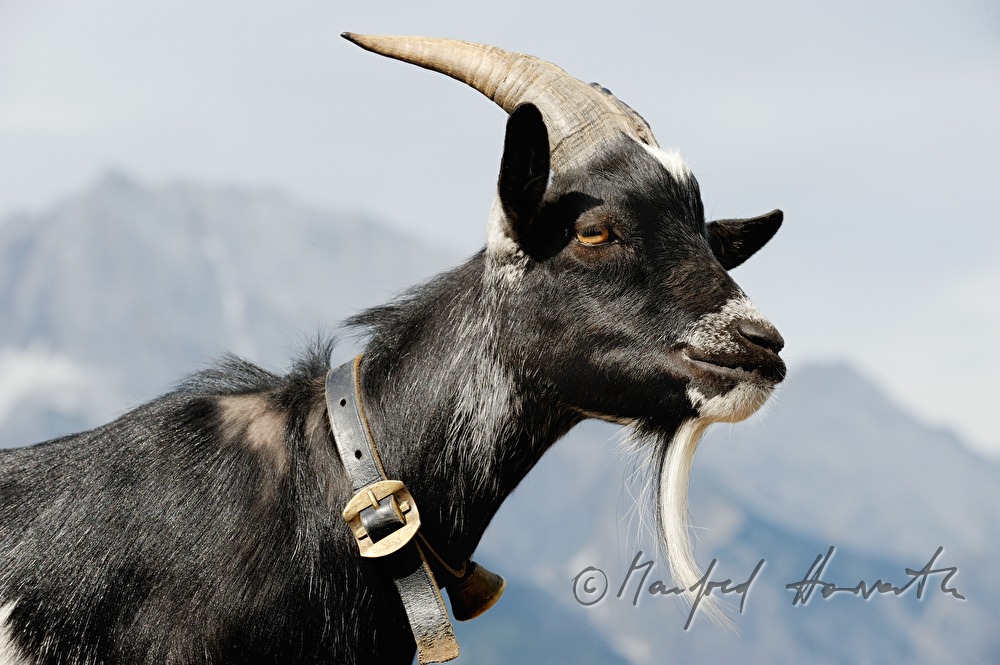 billy goat wit a bell on the meadow