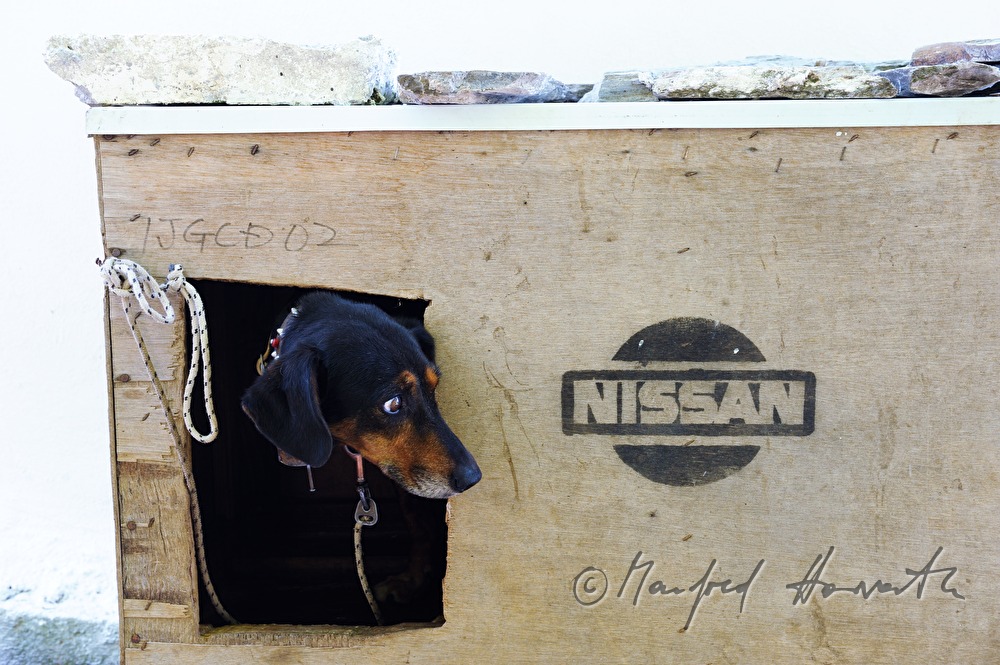 dog in his Nissan kennel