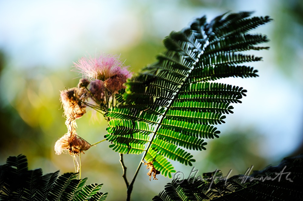 blooming sensitive plant