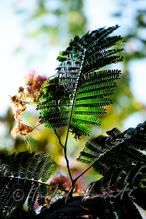 blooming sensitive plant
