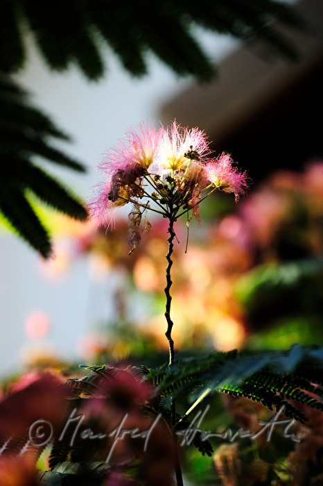 blooming sensitive plant