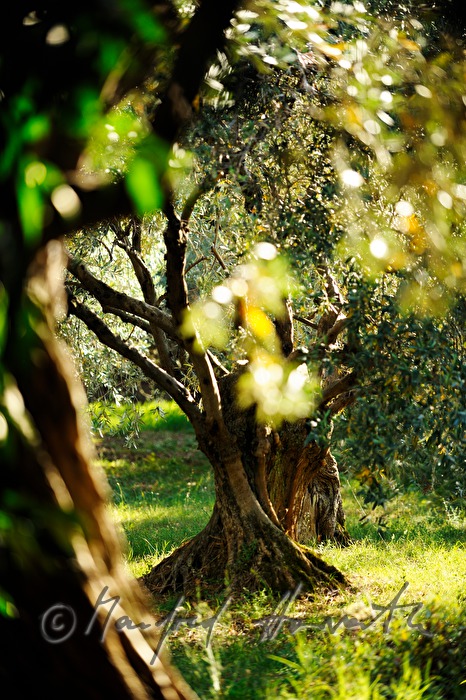 olive orchard and ferns in the undergrowth