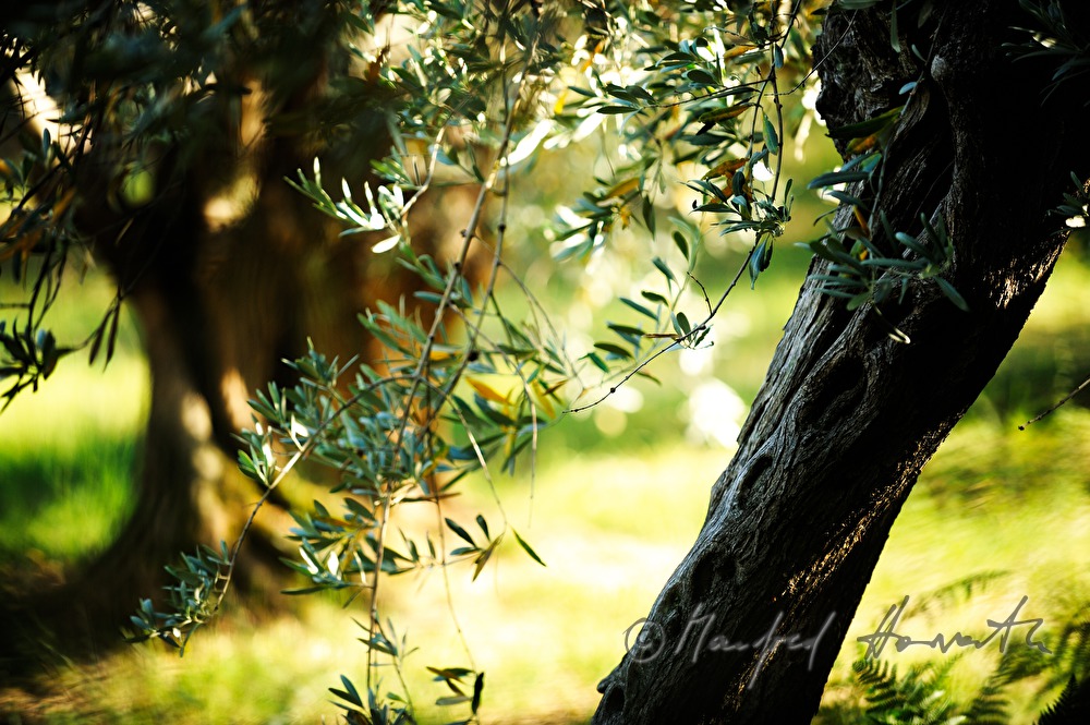 olive orchard and ferns in the undergrowth