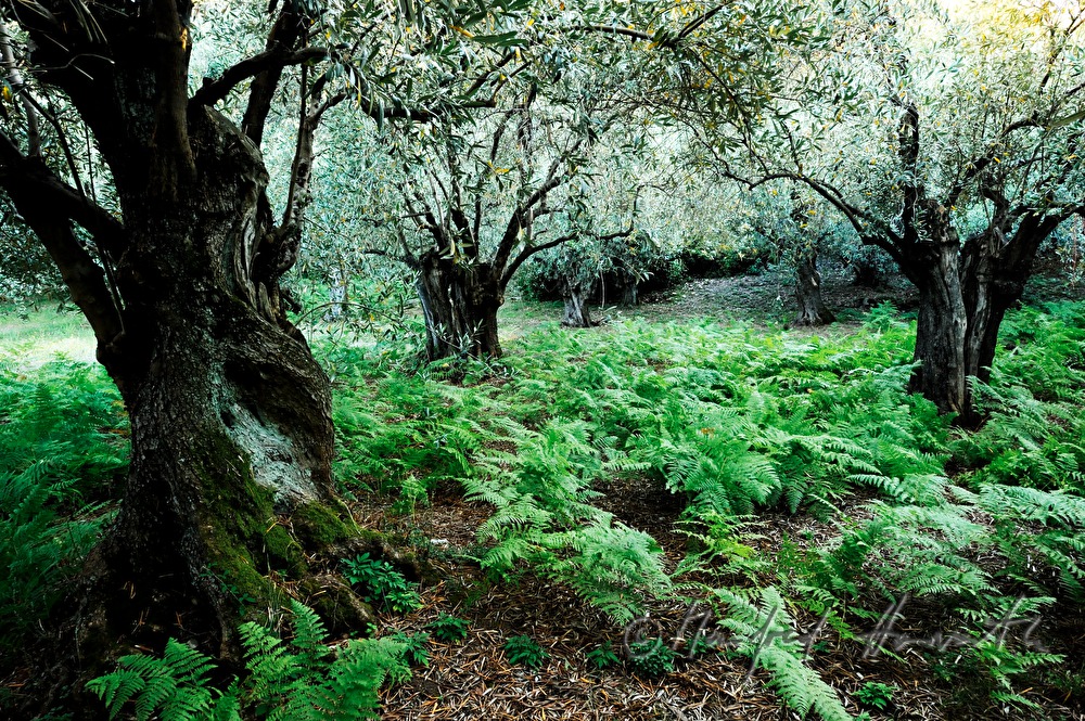 olive orchard and ferns in the undergrowth