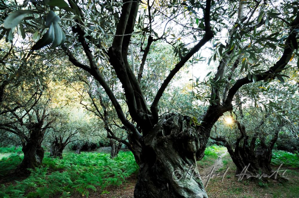 olive orchard and ferns in the undergrowth