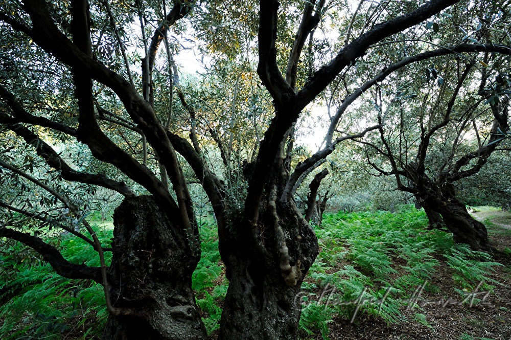 olive orchard and ferns in the undergrowth