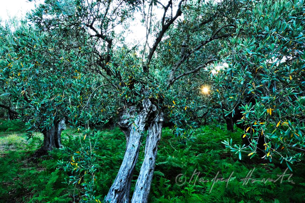 olive orchard and ferns in the undergrowth